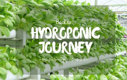 Hydroponic Journey