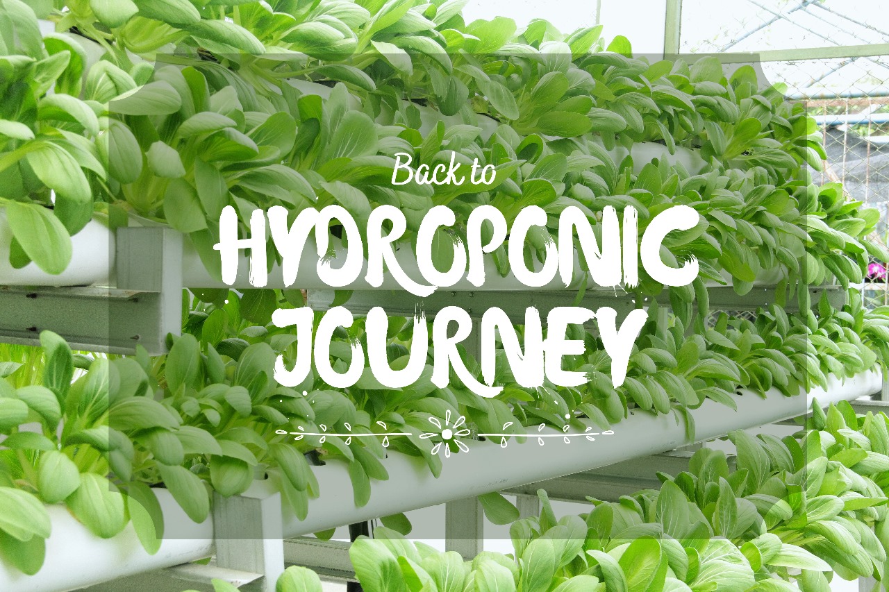 Hydroponic Journey Hydroponic Journey