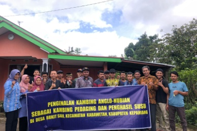 Community Service: Introduction of Anglo Nubian Goats as Meat and Milk Producing Goats in the village of Bukit Sari, District of Kabawetan, Kepahiang