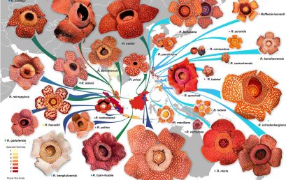 Prof. Agus Susatya, The Lecturer of the Department of Forestry University of Bengkulu, Published Latest Research on Rafflesia Conservation Efforts.