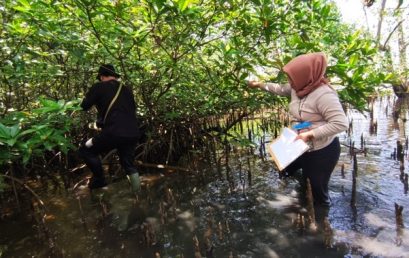 Mangrove Resources Monitoring: Marine Science Study Program Lectures and Students field-checked the mangrove ecosystem mapping in Jenggalu, Bengkulu Province