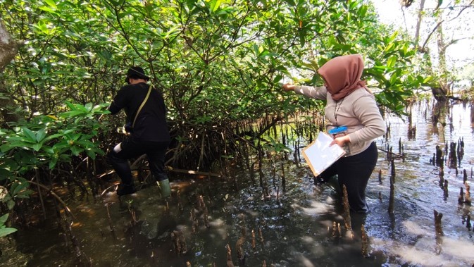 Mangrove Resources Monitoring: Marine Science Study Program Lectures and Students field-checked the mangrove ecosystem mapping in Jenggalu, Bengkulu Province Mangrove Resources Monitoring: Marine Science Study Program Lectures and Students field-checked the mangrove ecosystem mapping in Jenggalu, Bengkulu Province