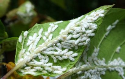 Safe Tips to Get Rid of White Fleas on Plants Using Soap