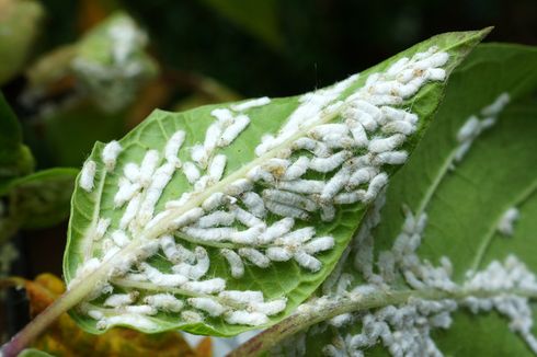 Safe Tips to Get Rid of White Fleas on Plants Using Soap Safe Tips to Get Rid of White Fleas on Plants Using Soap