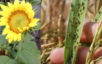 Pests and Diseases That Often Attack Sunflowers