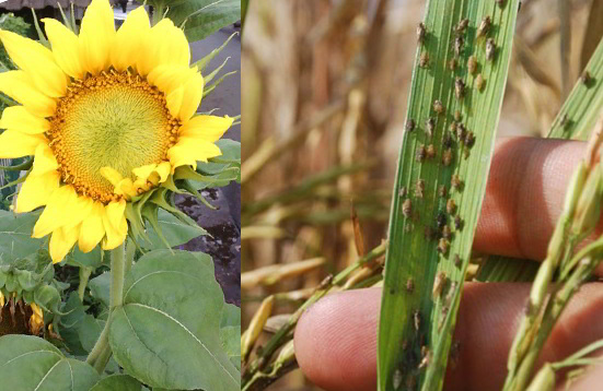 Pests and Diseases That Often Attack Sunflowers Pests and Diseases That Often Attack Sunflowers