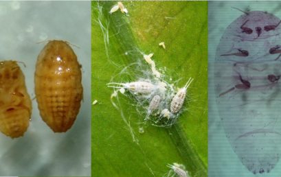 NEW RECORD OF Ferrisa dasylirii (COCKERELL) (HEMIPTERA: COCCOMORPHA: PSEUDOCOCCIDAE) IN INDONESIA