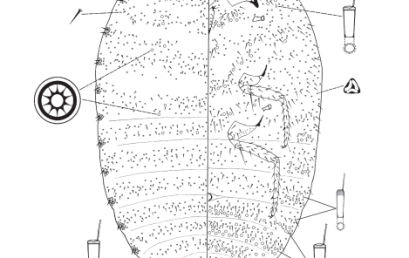 Mealybugs (Hemiptera, Coccomorpha, Pseudococcidae) on parasitic plants (Loranthaceae) in Indonesia with description of a new species and a new country record