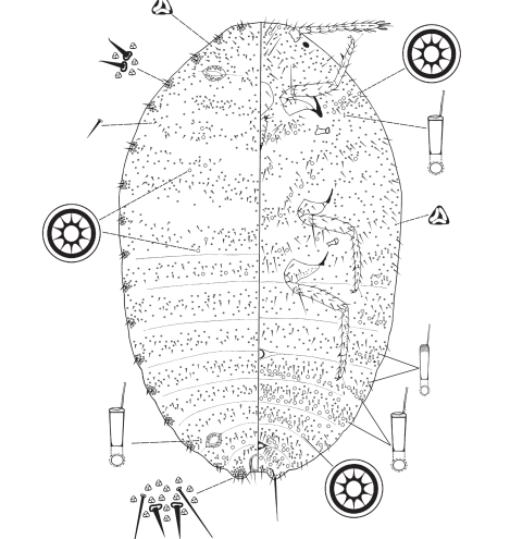 Mealybugs (Hemiptera, Coccomorpha, Pseudococcidae) on parasitic plants (Loranthaceae) in Indonesia with description of a new species and a new country record Mealybugs (Hemiptera, Coccomorpha, Pseudococcidae) on parasitic plants (Loranthaceae) in Indonesia with description of a new species and a new country record