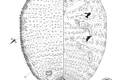 SPESIES SERANGGA BARU DUNIA BANYAK DITEMUKAN DI BENGKULU, UNGKAP KAITAN DENGAN VIRUS TANAMAN