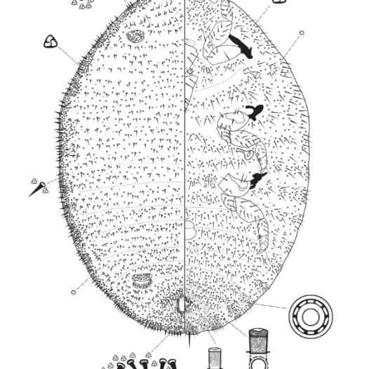 SPESIES SERANGGA BARU DUNIA BANYAK DITEMUKAN DI BENGKULU, UNGKAP KAITAN DENGAN VIRUS TANAMAN