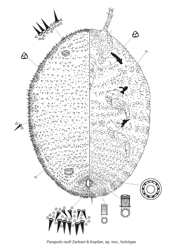 SPESIES SERANGGA BARU DUNIA BANYAK DITEMUKAN DI BENGKULU, UNGKAP KAITAN DENGAN VIRUS TANAMAN