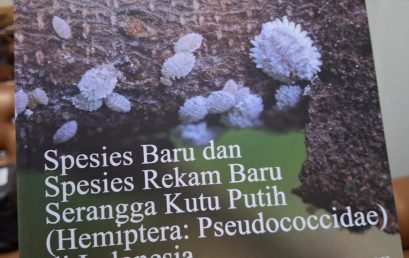 KABAR GEMBIRA DARI DUNIA PROTEKSI TANAMAN: BUKU TENTANG SPESIES BARU KUTU PUTIH DI INDONESIA RESMI TERBIT