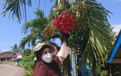 UNIB International PhD Student Maps Mealybug Diversity on Oil Palms Across Various Regions of Bengkulu Province