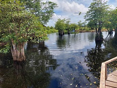 Analysis of Perception, Motivation and Participation of Communities Around Forest Areas in Improving Conservation in Protected Forest Areas of Bukit Daun