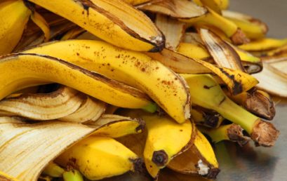 EKSTRAKSI PEKTIN DARI KULIT PISANG (EXTRACTION OF PECTIN FROM BANANA PEELS)