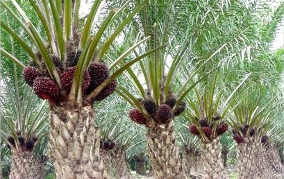 UTILIZATION OF PALM OIL FRUIT BUNCHES AS ENVIRONMENTALLY FRIENDLY PALM OIL FERTILIZER