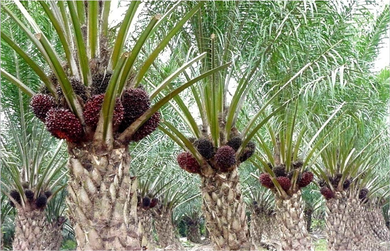 UTILIZATION OF PALM OIL FRUIT BUNCHES AS ENVIRONMENTALLY FRIENDLY PALM OIL FERTILIZER UTILIZATION OF PALM OIL FRUIT BUNCHES AS ENVIRONMENTALLY FRIENDLY PALM OIL FERTILIZER