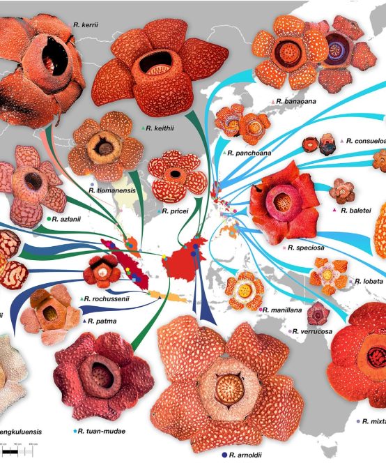 Prof. Agus Susatya, The Lecturer of the Department of Forestry University of Bengkulu, Published Latest Research on Rafflesia Conservation Efforts.