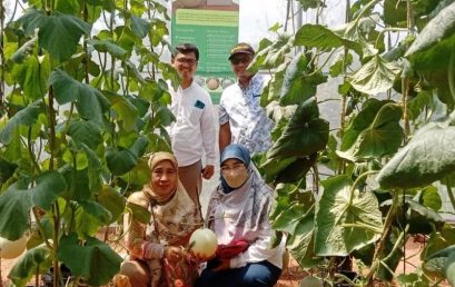 Prime Harvest of Premium Melon in Commemoration of the 41st Anniversary of UNIB