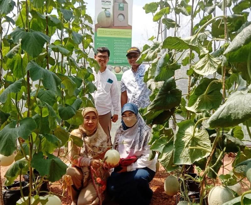 Prime Harvest of Premium Melon in Commemoration of the 41st Anniversary of UNIB Prime Harvest of Premium Melon in Commemoration of the 41st Anniversary of UNIB